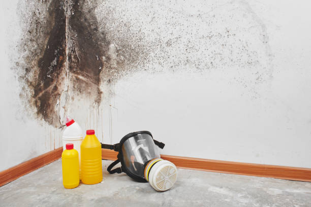 Best Local Mold Removal Service  in Haven, KS