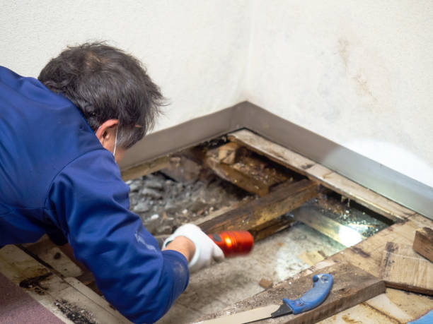 Best Crawl Space Mold Removal  in Haven, KS