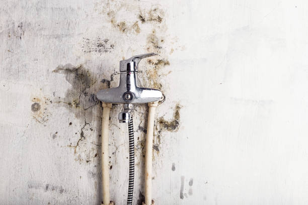 Best Mold Removal Near Me  in Haven, KS