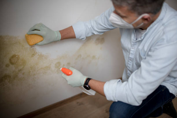 Best Residential Mold Removal  in Haven, KS