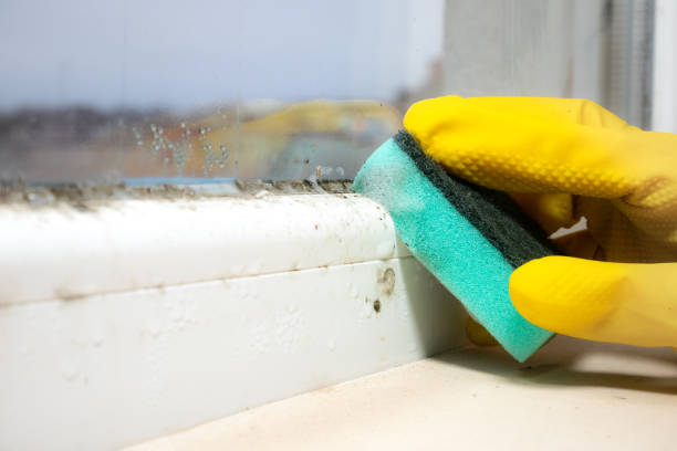Attic Mold Removal in Haven, KS