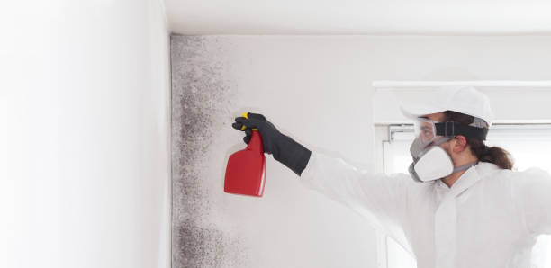 Best Mold Removal and Inspection  in Haven, KS