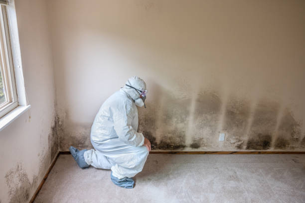 Mold Removal and Inspection in Haven, KS