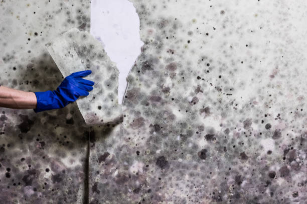 Best Commercial Mold Removal  in Haven, KS