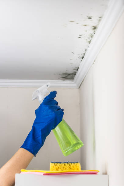 Best Certified Mold Removal  in Haven, KS