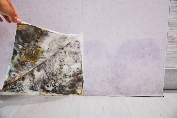Best Toxic Mold Removal  in Haven, KS